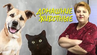 Украинский язык для русскоговорящих. Мои домашние животные