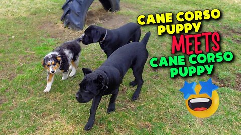 Cane Corso Puppy MEETS Cane Corso Puppy