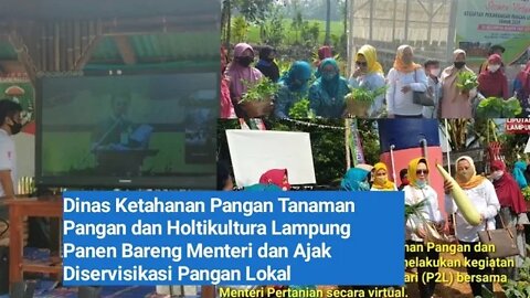 Dinas KPTP Holtikultura Lampung Panen Bareng Menteri, dan Ajak diversifikasi Pangan