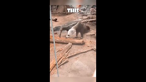 Animals with 2 heads and 3 legs.Anteater