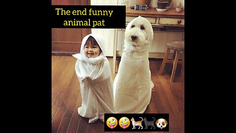 Animal funny pat