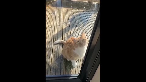 Cute Cat asking the owner