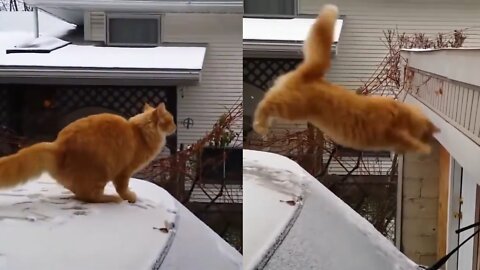 CAT JUMPING AND FALLING