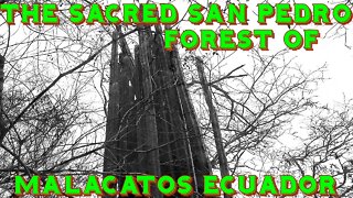 The Ancient San Pedro Forest of Malacatos, Ecuador