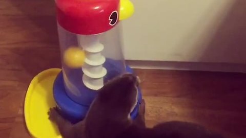 Smart Otter Knows How To Play With His Educational Toy