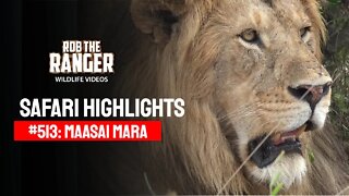Safari Highlights #513: 05th December 2018 | Maasai Mara/Zebra Plains | Latest Wildlife Sightings