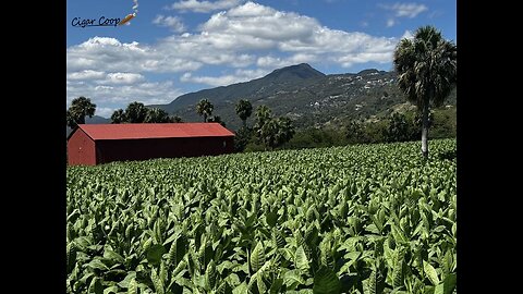 Procigar 2024 Field Day - La Aurora Farm | Procigar 2024