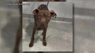 Dog left abandoned in crate near Humane Society of Tampa Bay