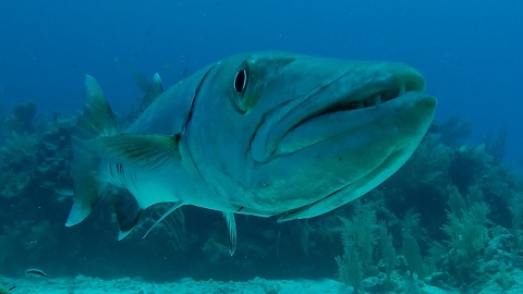 Giant barracuda curiously investigates diver's camera