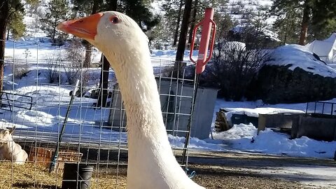 You Silly Goose! #goose #geese #guard #homestead #farm #animals #farmanimals #crazy