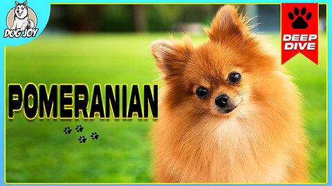 EVERYTHING You NEED To KNOW About The POMERANIAN