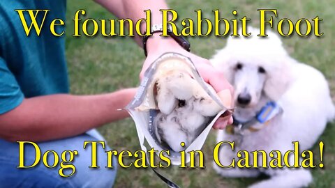 Rabbit Feet Dog Treats in Canada