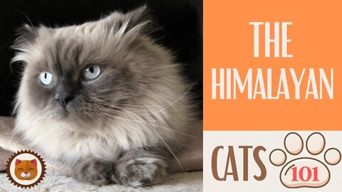 🐱 Cats 101 🐱 HIMALAYAN CAT - Top Cat Facts about the HIMALAYAN