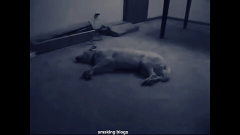 dogs dream