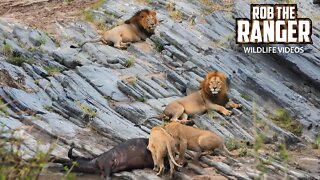 Lions With a Buffalo Meal | Maasai Mara Safari | Zebra Plains