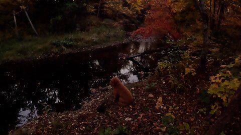 Fall hike and camp riverside with our Goldendoodle Sage.