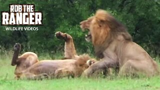 Male Lion Smackdown (FIGHT): Lion vs Lion