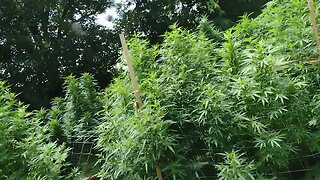 weekly update on the outdoor 2023 cannabis grow