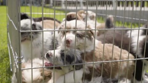 Cute happy puppies climb over each other and want to get out of the cage on grass - closeup