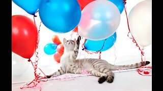 Cat playing with balloon || amezing cat funny video