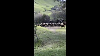 Sheep Herd Moving In