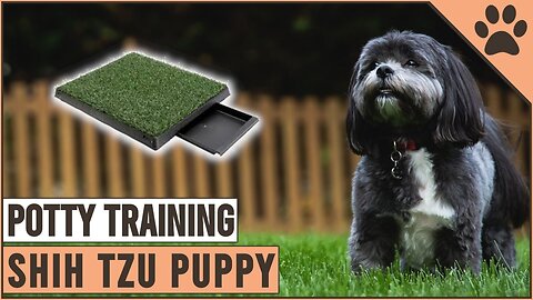 Secret Tips On How To Potty Train A Shih Tzu Puppy