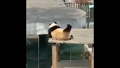 panda