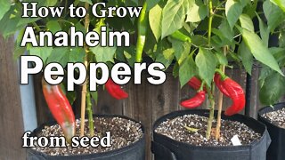 How to Grow Peppers in Containers from Seed | Easy planting guide