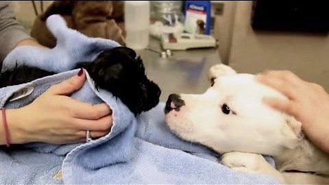 Michigan Humane Society Rescues Puppies from Under Abandoned Home