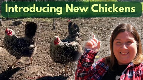Introducing New Chickens To The Flock | Clipping Chickens Wings