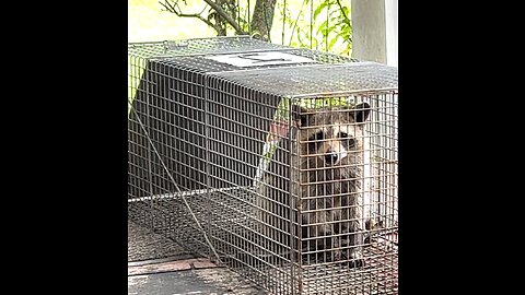 Elsie has an Unwanted Visitor. Rocky Raccoon Comes Calling!
