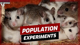 What You Should Know About SOCIAL EXPERIMENTS and the CALHOUN MOUSE UTOPIA