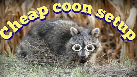 cheap coon setup