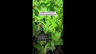 snowpeas topple over