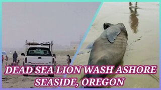 SEASIDE, OREGON DEAD SEA LION WASH ASHORE