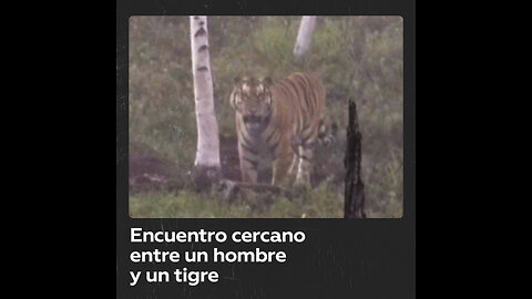 Encuentro cercano entre un hombre y un tigre en el Lejano Oriente ruso