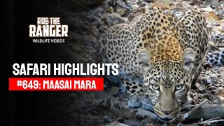 Safari Highlights #649: 12th January 2022 | Maasai Mara/Zebra Plains | Latest Wildlife Sightings