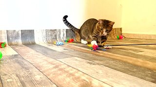 Playful Cat Loves His Toys