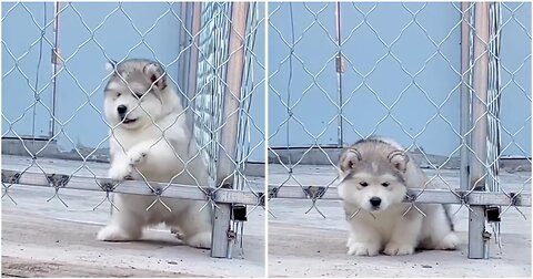 Cute white puppy tries to come out of the small hole then what happened next....