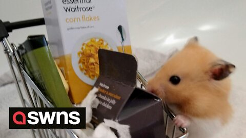 Meet the high-class hamster who will only eat fancy cheese from Waitrose