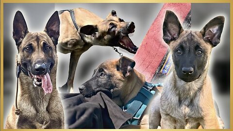 MALINOIS Develop INSANE POWER!!