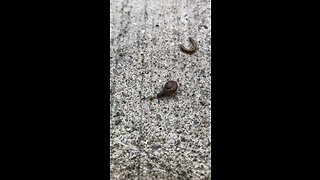 First ever baby snail sighting