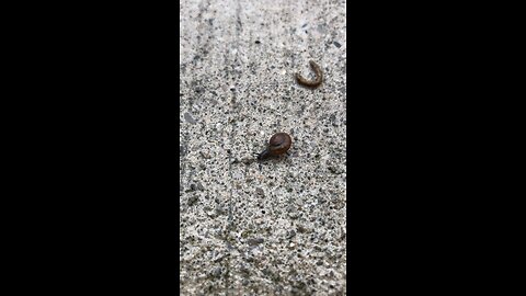 First ever baby snail sighting