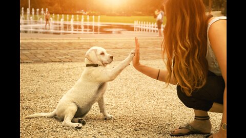 Basic Dog Training – TOP 10 Essential Commands Every Dog Should Know!