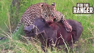 Hyena And Leopard Share A Warthog!! | Rare African Safari Sighting