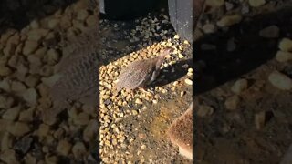 Teeny weeny Guinea fowl keet free ranging