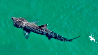 Drone footage captures giant basking sharks in Ireland