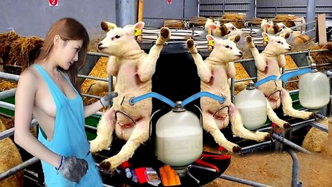 Farm Pretty Girl Dangerous Hoof Cure Cow Milking Cows Feeding Chicken Goat New Farming 2023