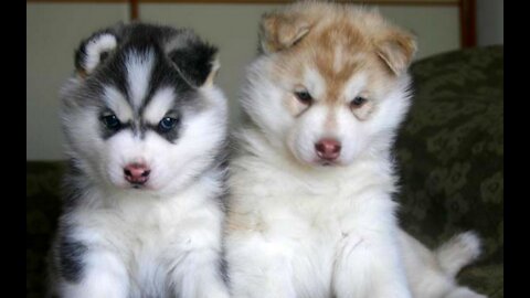 Husky Puppy Has The CUTEST Blue Eyes EVER 😱