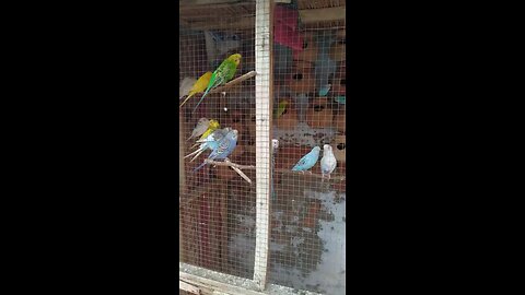 budgie bird colony 3